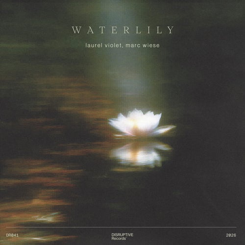 Waterlily