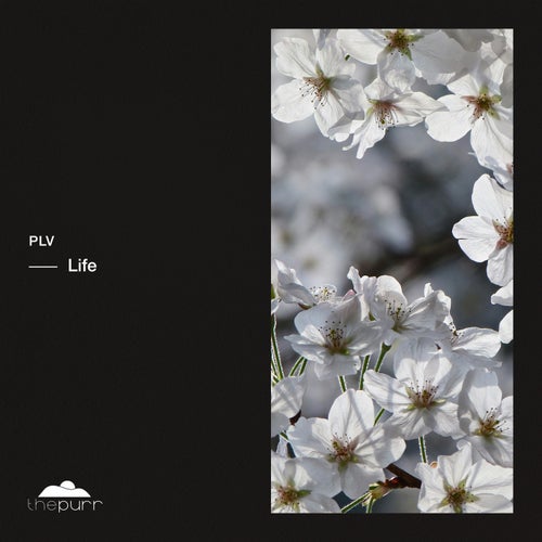 plv - Life (2024)