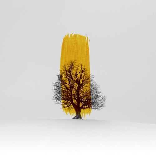 Aureolin Winter