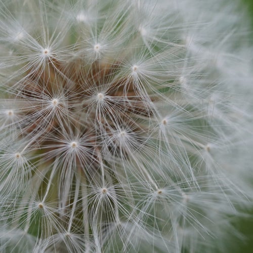 ephemeral