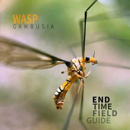 Wasp