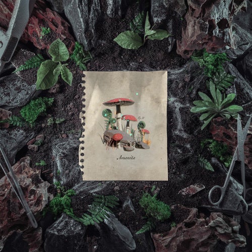 Amanita