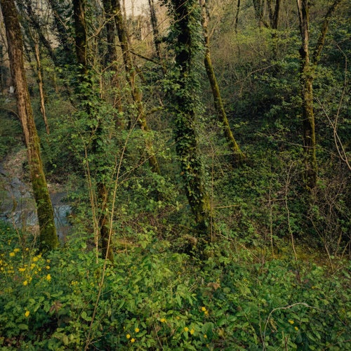A Forest Like This