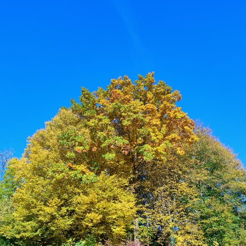 Autumn Charts Nov.25