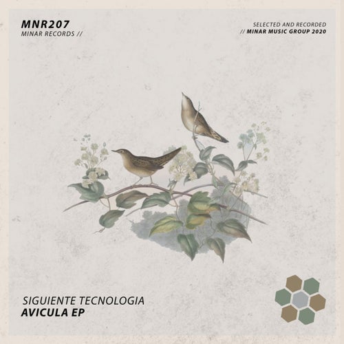 Avicula EP
