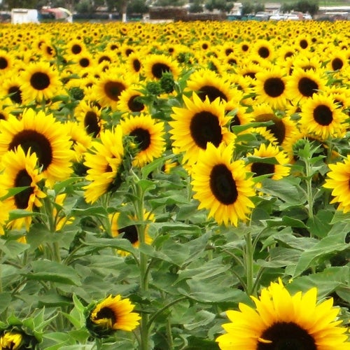 Sunflower Chart