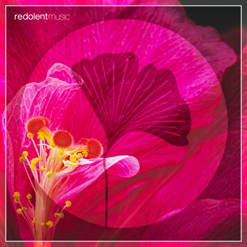 La Danza Remixes