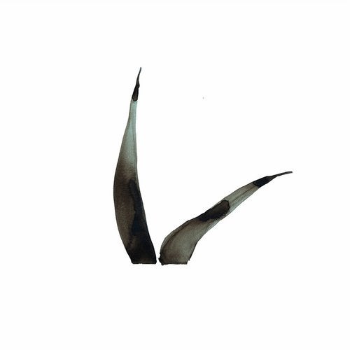 Cover art for Flashed