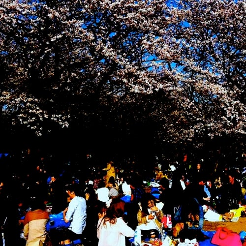Hanami ikimasho!