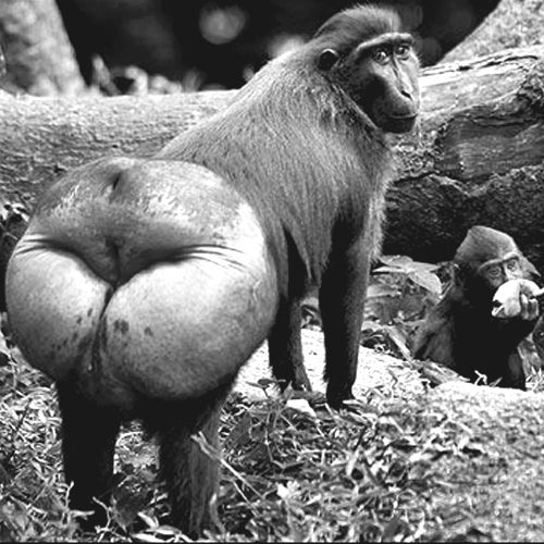 Smell that A$$ Chart