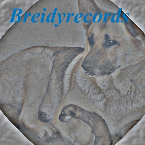 Breidyrecords