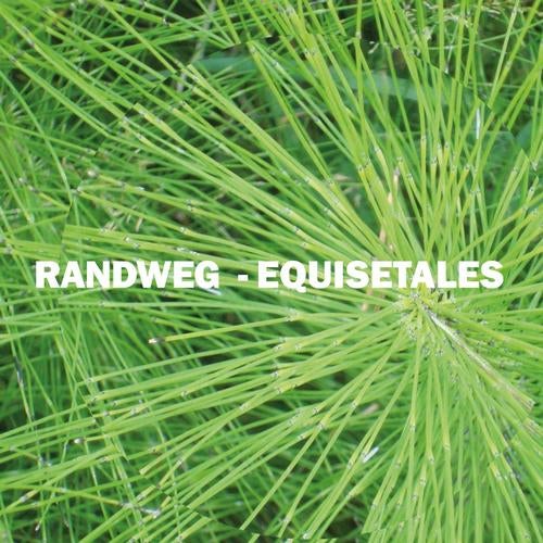 Cover art for Equisetales