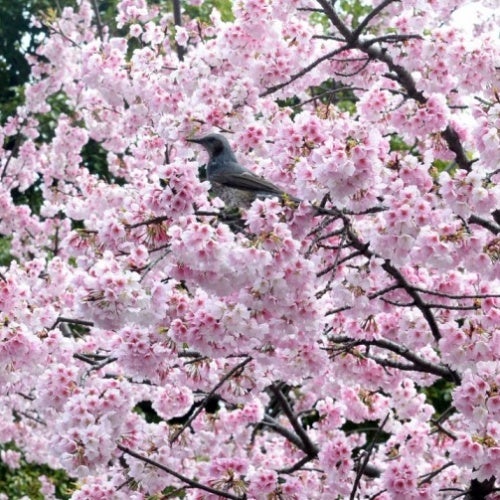Primavera