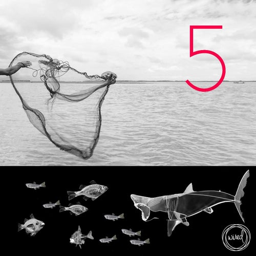Wired 5 Years pt.II