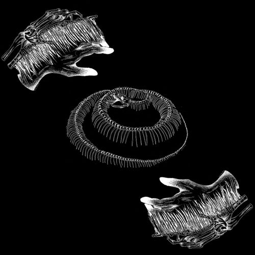 Federal Comedy