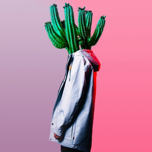 Cactus Dream