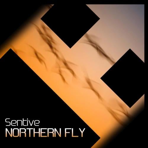 Northern Fly