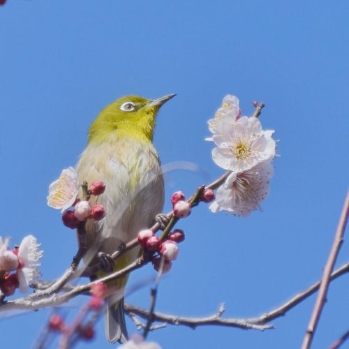 Kosuke Takaishi early spring Chart