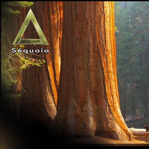 Sequoia