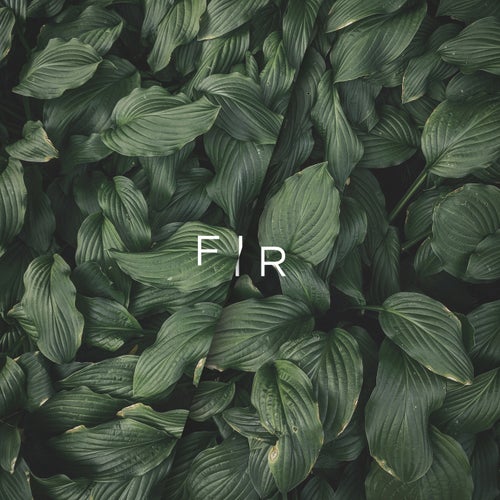 Cover art for Fir