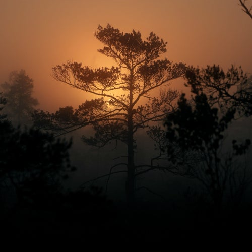 Golden Leaves - Sarah Watson Rework