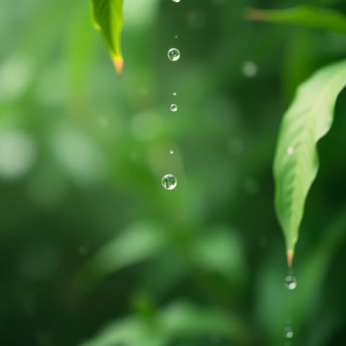 Whisper of the Rain