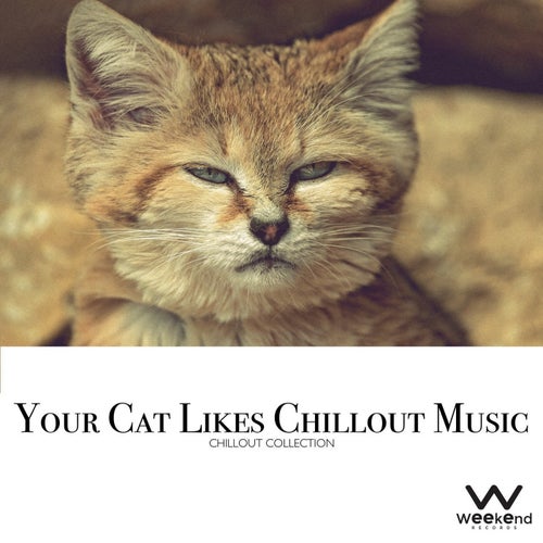 Your Cat Likes Chillout Music - Chillout Collection