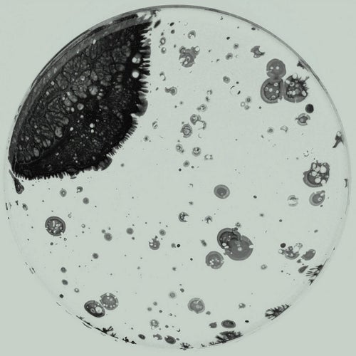 Lagartito EP