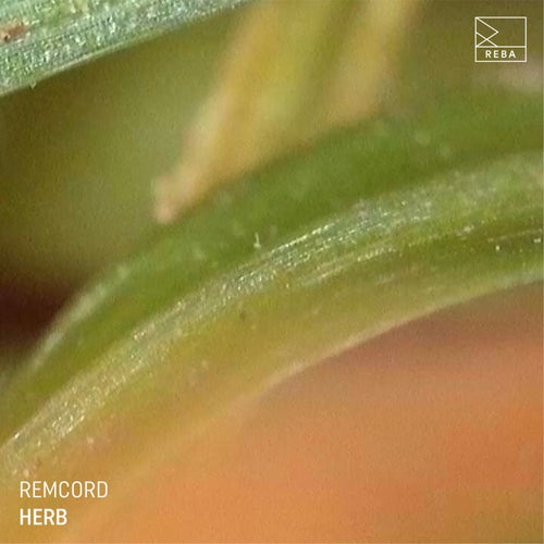  Remcord - Herb (2024) 