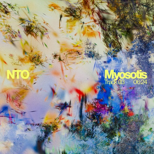 Myosotis