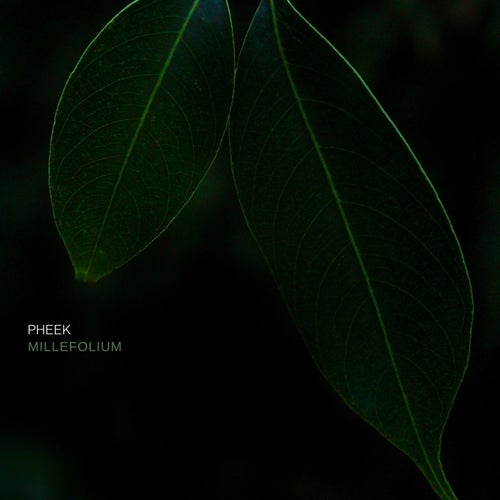 Millefolium