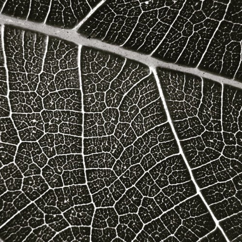 LEAF CHART
