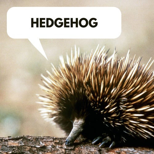 Cover art for Hedgehog