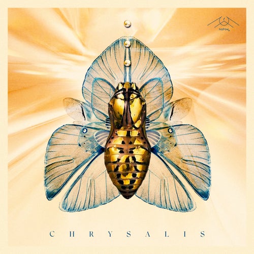 Chrysalis