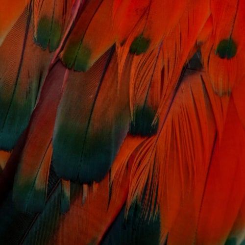 Cover art for Alpine Swift