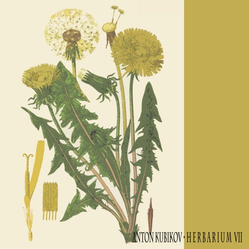 Herbarium VII