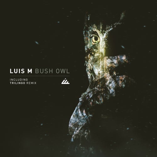 Bush Owl