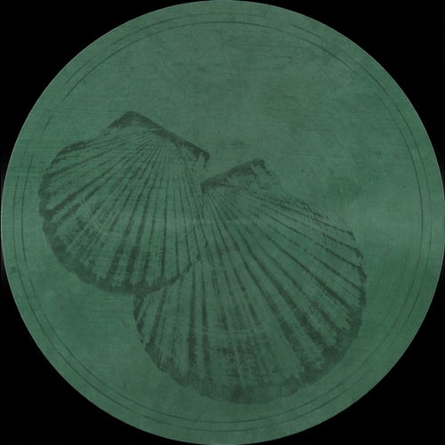 Pecten Gibbus