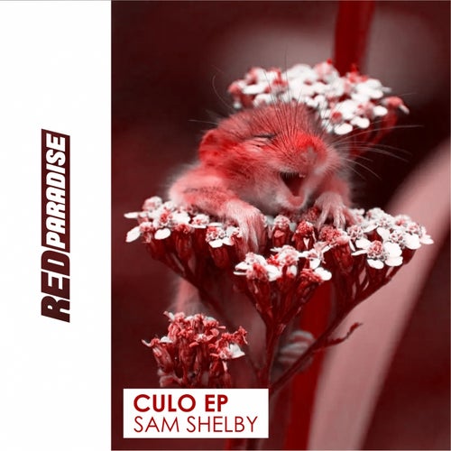 Culo
