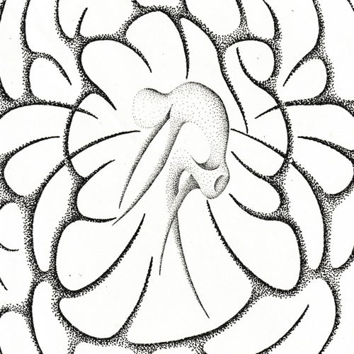 A Thousand Reflections