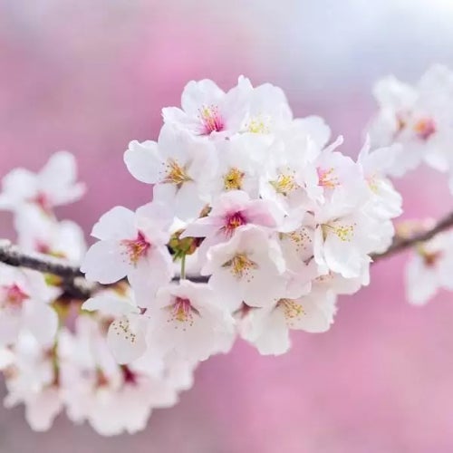 Selected Spring Tunes
