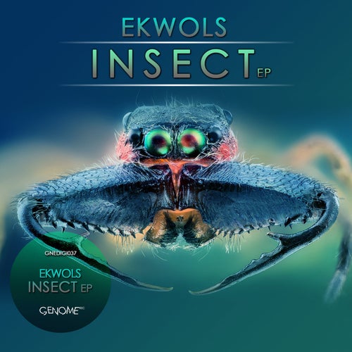 Insect