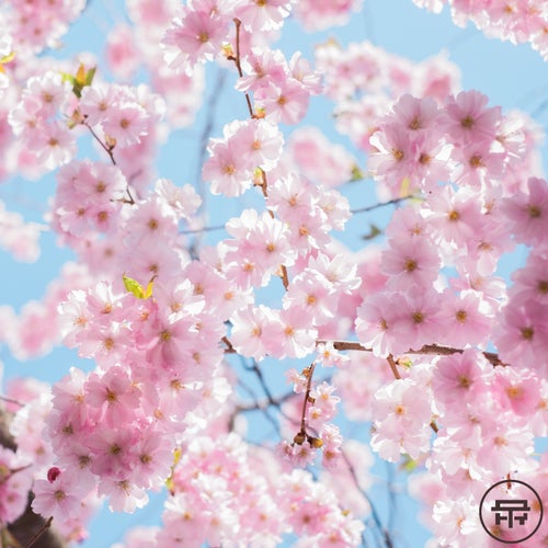 Cover art for Terabyte Records presents: Spring Syntax