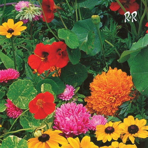 Cover art for TV Slang