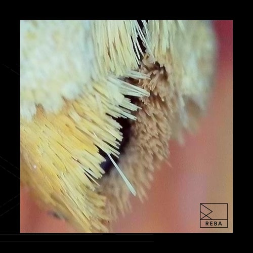  Remcord - L.A Kosher (2026) 