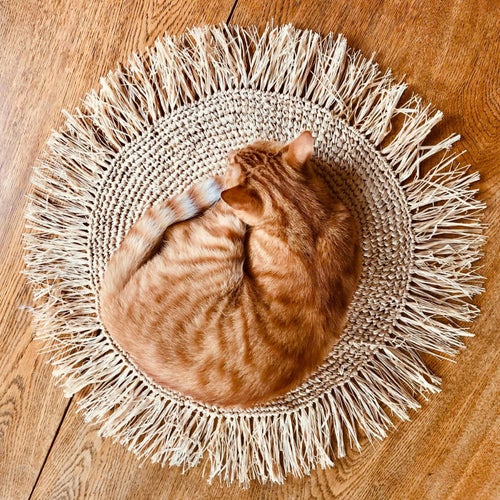The Cat Of The Year (Alexus Edit)