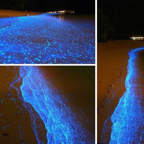 Glaucoman @ INFINITE on the Beach