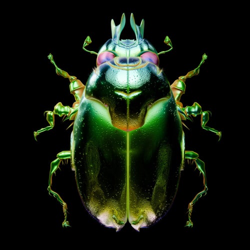 Beetle