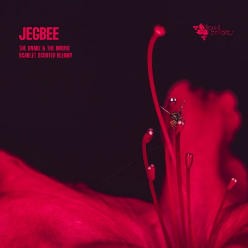  Jegbee - The Snake & The Mouse (2026) 