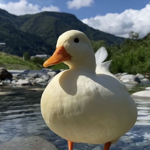 Artsychoke - Ducks Of The Week 09-19-25 Chart Cover